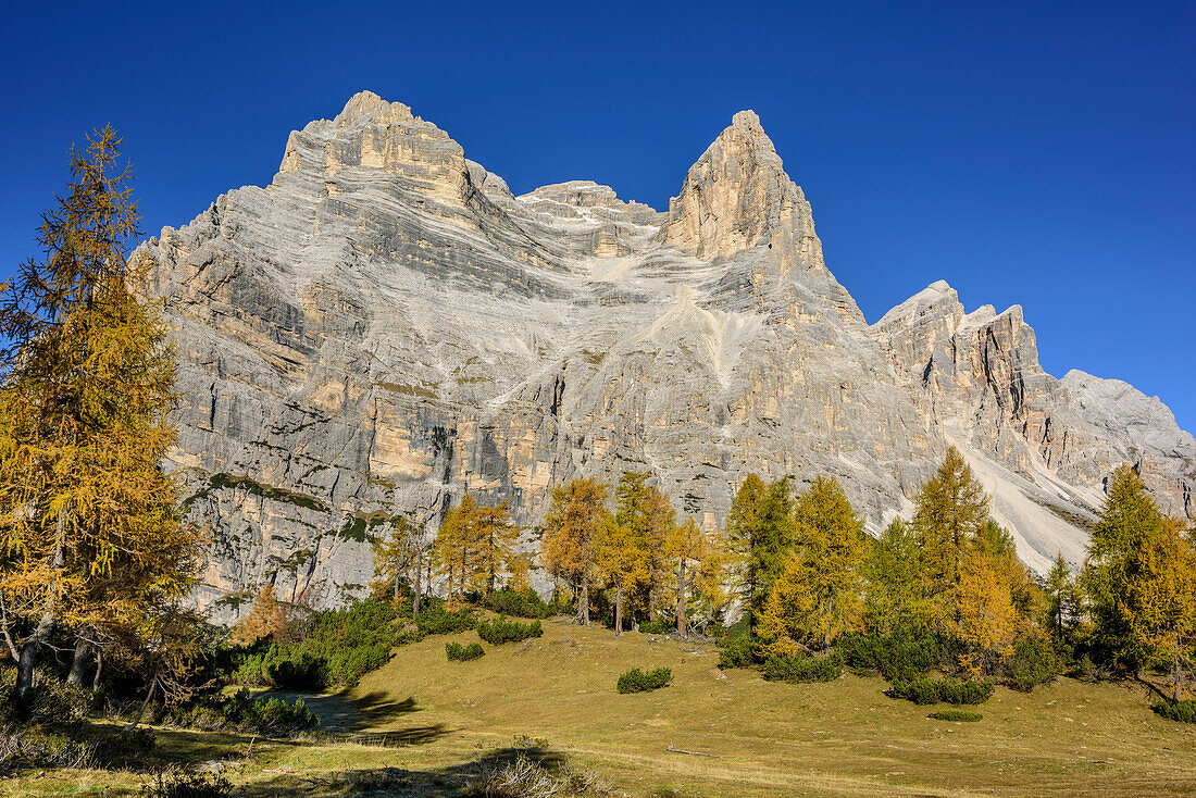 Larch trees in autumn colours with Monte Pelmo, Monte Pelmo, Dolomites, UNESCO World Heritage Site Dolomites, Venetia, Italy