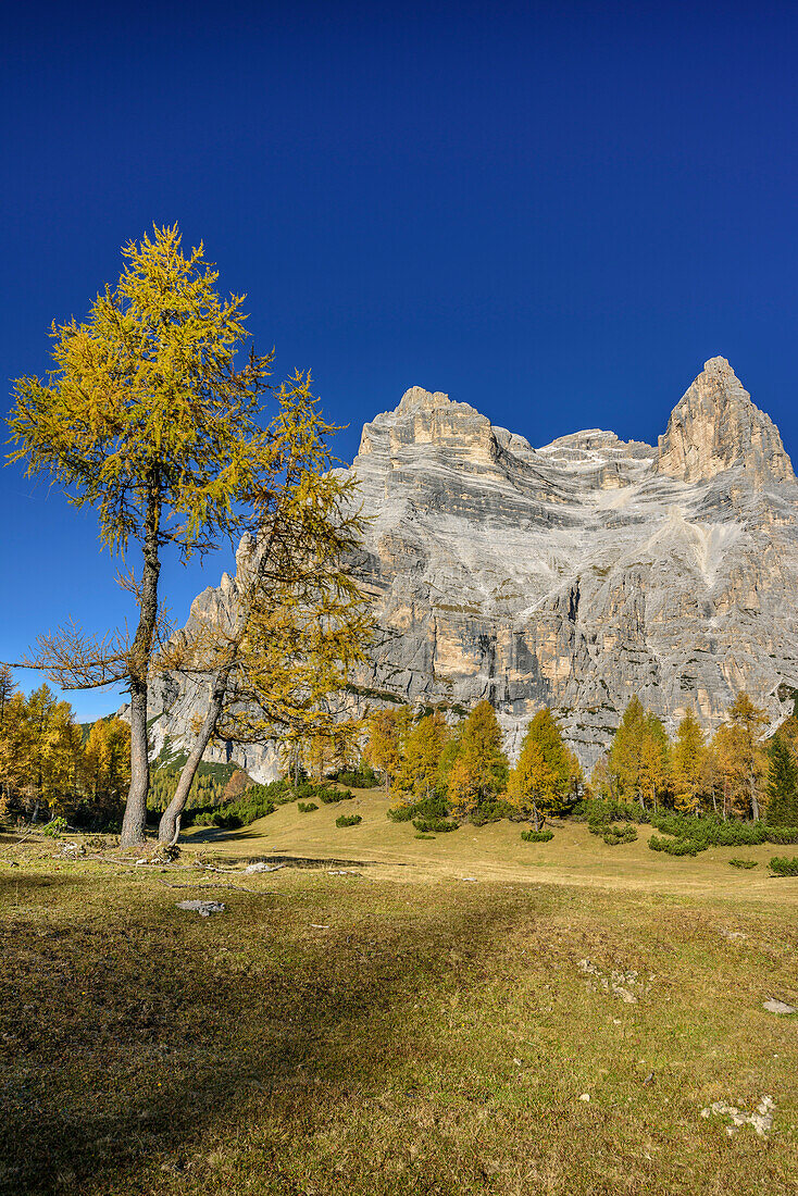 Herbstlich verfärbte Lärchen mit Monte Pelmo, Monte Pelmo, Dolomiten, UNESCO Welterbe Dolomiten, Venetien, Italien