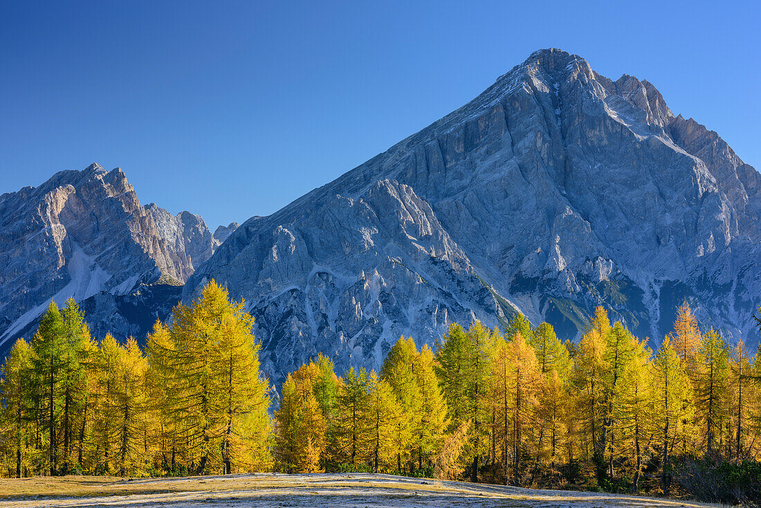 Larch trees in autumn colours with Antelao, Monte Pelmo, Dolomites, UNESCO World Heritage Site Dolomites, Venetia, Italy