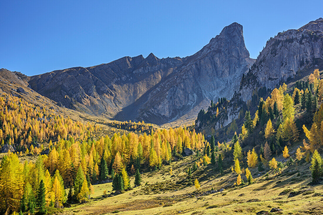 Herbstlich verfärbte Lärchen vor Felshorn in der Monte Formin-Gruppe, Cortina d' Ampezzo, Dolomiten, UNESCO Welterbe Dolomiten, Venetien, Italien
