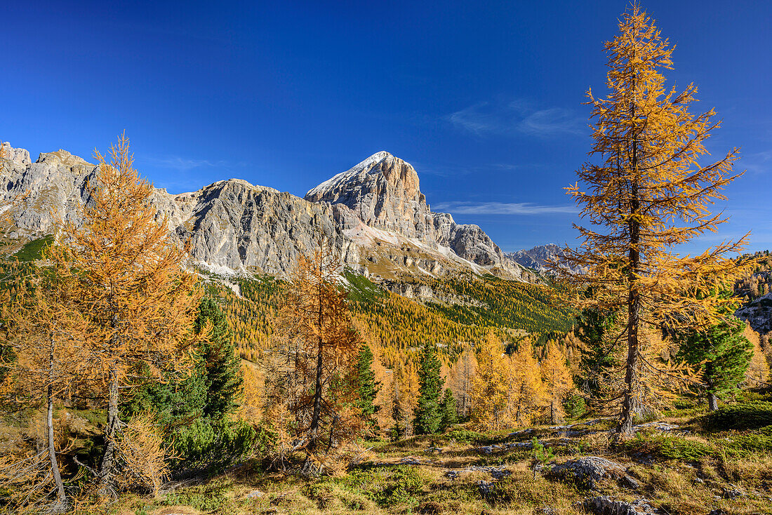 Tofana mit herbstlich verfärbten Lärchen, Dolomiten, UNESCO Welterbe Dolomiten, Venetien, Italien