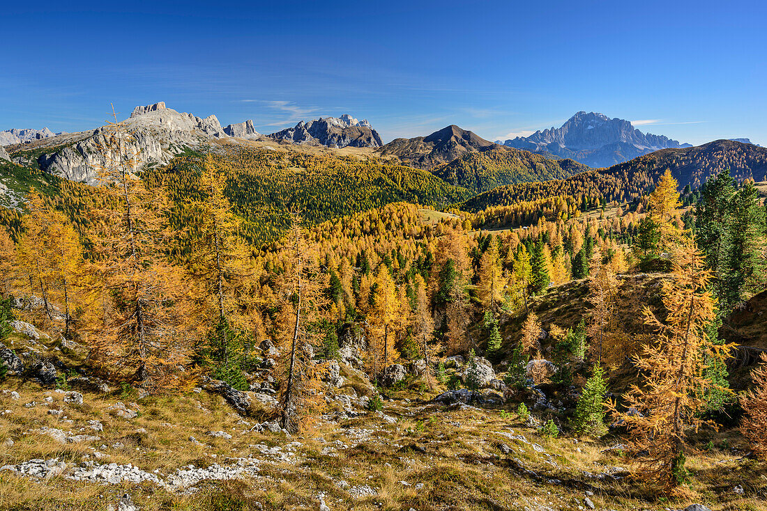 Larch trees in autumn colours with Averau, Monte Cernera, Monte Pore and Civetta, Dolomites, UNESCO World Heritage Site Dolomites, Venetia, Italy