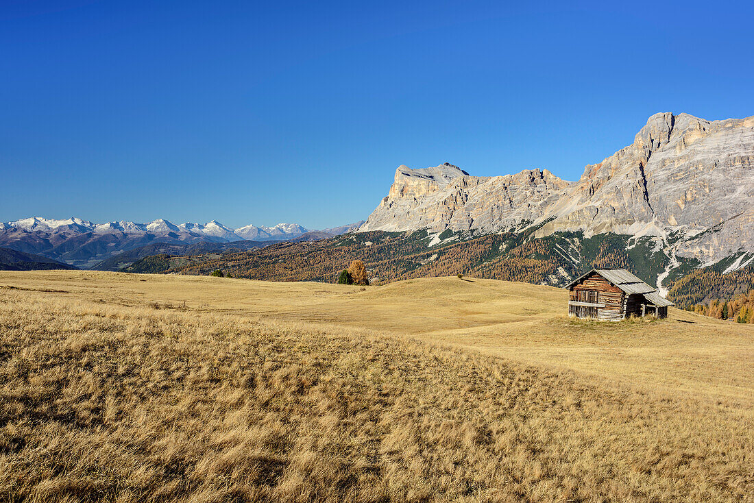 Meadows with hay barn and Fanes-Sennes group, Pralongia, Dolomites, UNESCO World Heritage Site Dolomites, Venetia, Italy