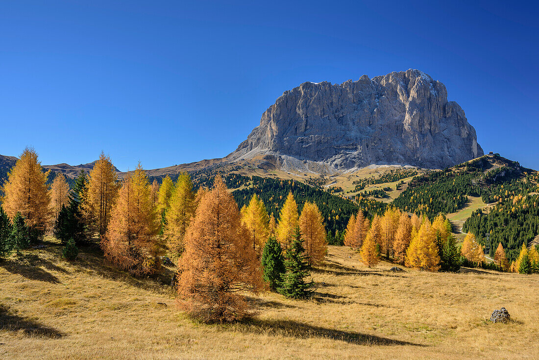 Herbstlich verfärbte Lärchen vor Langkofel, Langkofel, Dolomiten, UNESCO Welterbe Dolomiten, Venetien, Italien