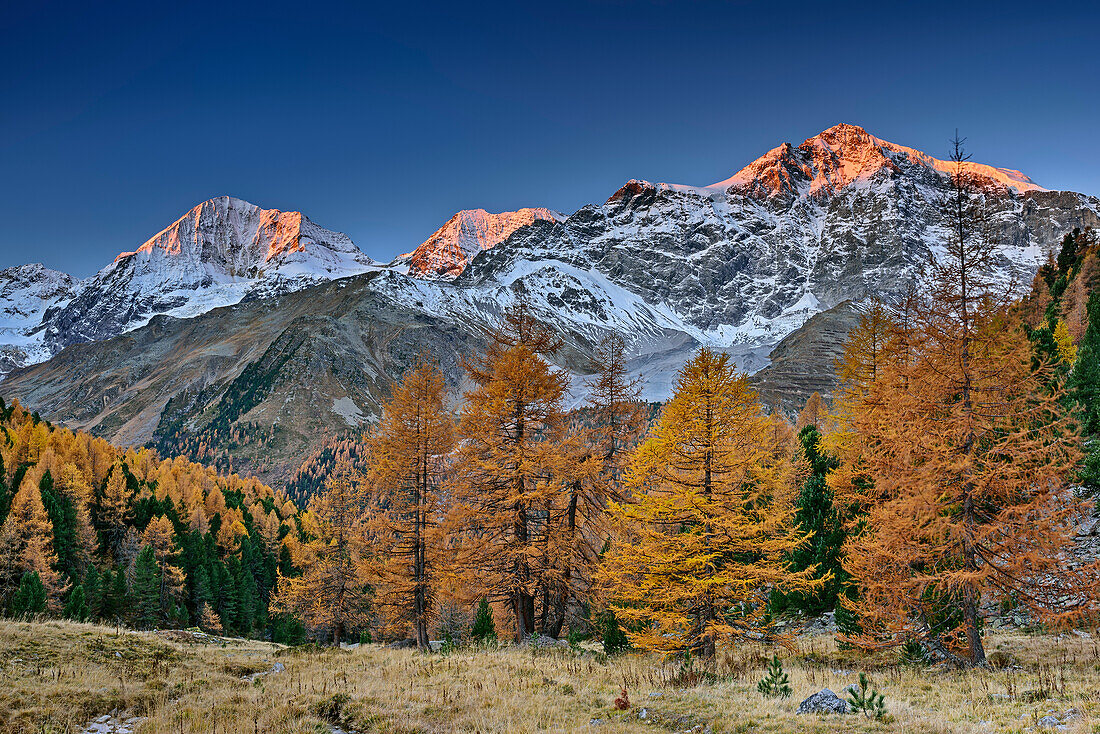 Larch trees in autumn colours in front of Koenigsspitze, Zebru and Ortler in alpenglow, Sulden, Ortler group, South Tyrol, Italy