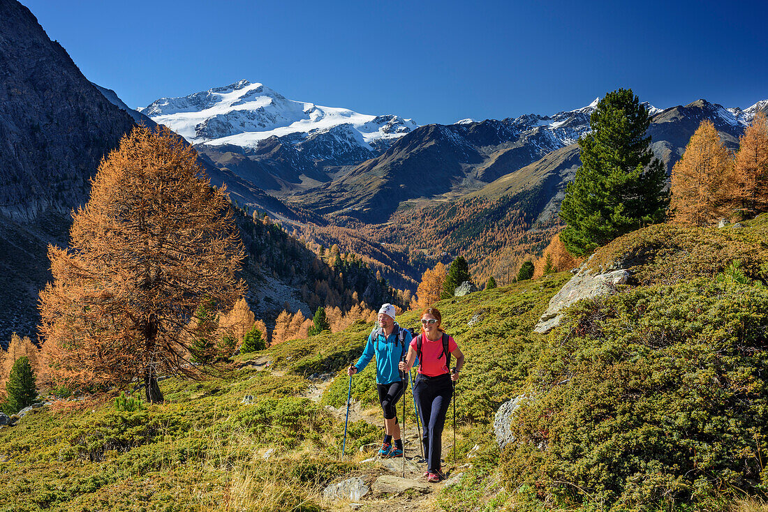 Man and woman hiking with Cevedale in background, valley of Martelltal, Ortler group, South Tyrol, Italy