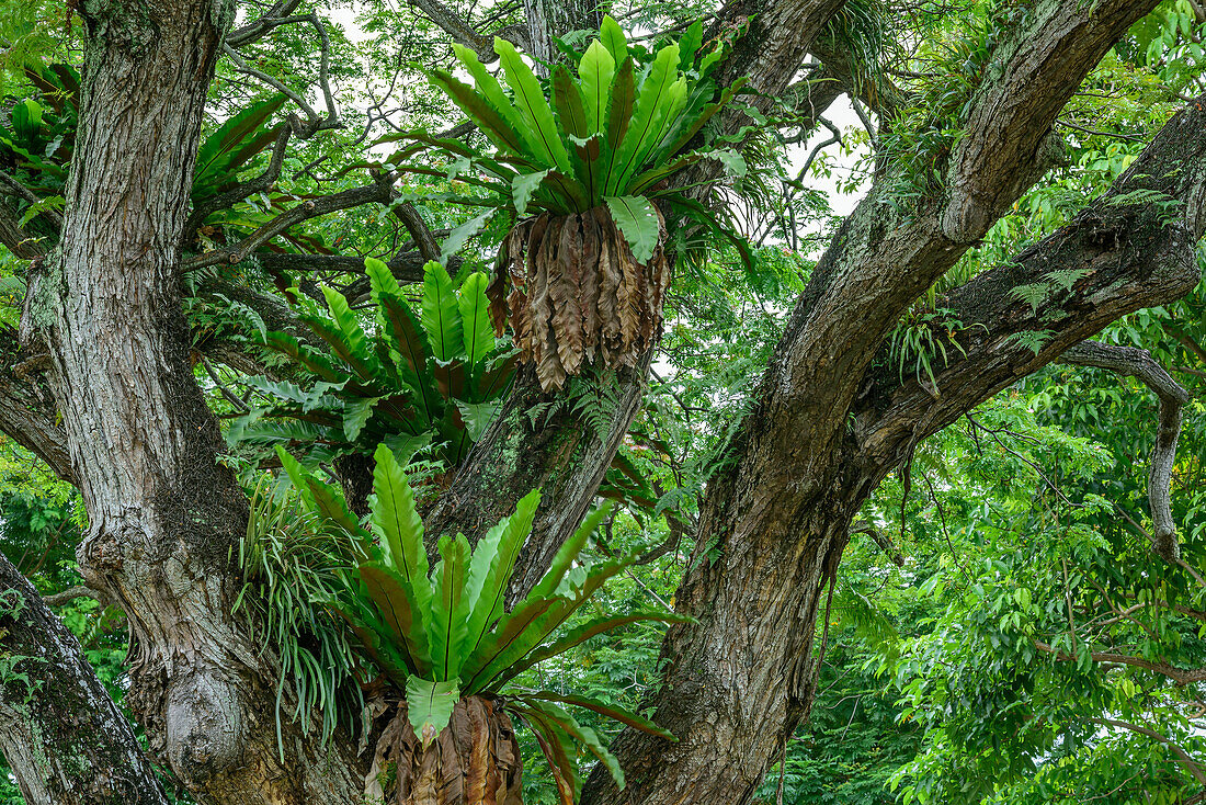 Tropical tree with epiphytes, city park, Singapore