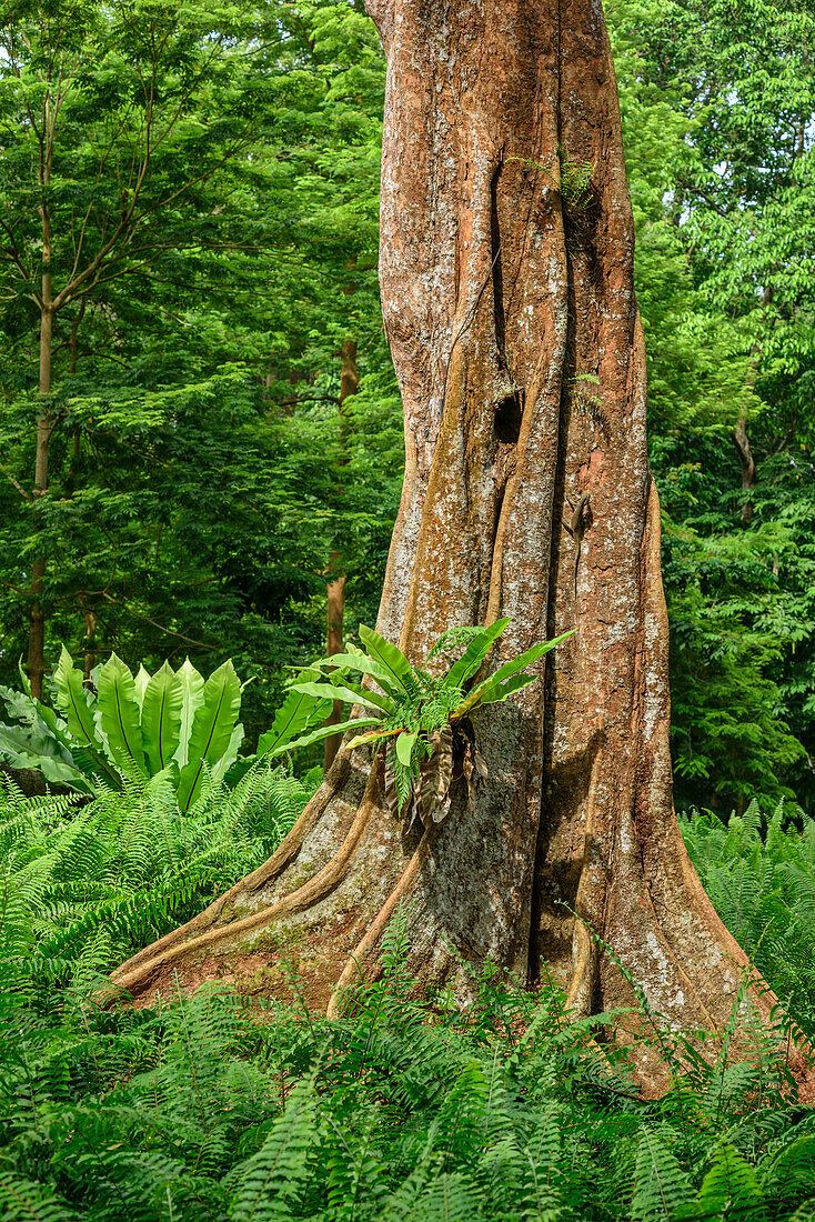 Tropischer Baum mit Brettwurzeln und Farne, Botanische Gärten Singapur, UNESCO Welterbe Singapore Botanical Gardens, Singapur