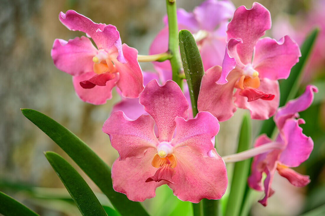 Rosa blühende Orchidee, Botanische Gärten Singapur, UNESCO Welterbe Singapore Botanical Gardens, Singapur