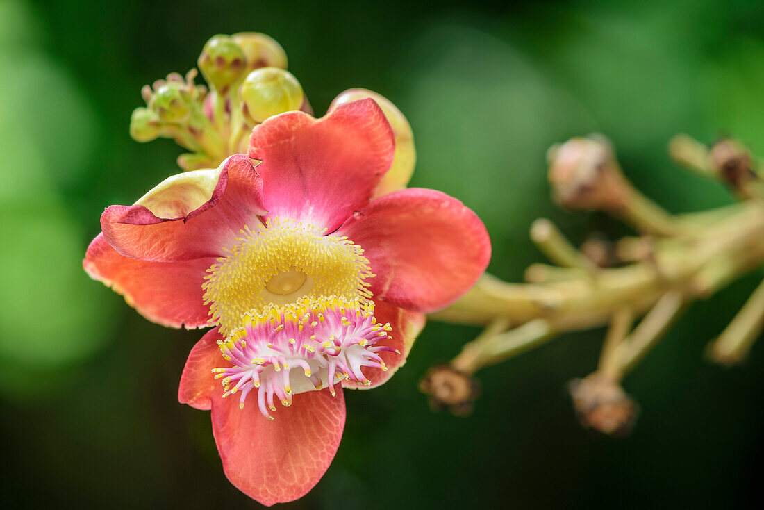 Blüte eines Kanonenkugelbaums, Couroupita guianensis, Botanische Gärten Singapur, UNESCO Welterbe Singapore Botanical Gardens, Singapur
