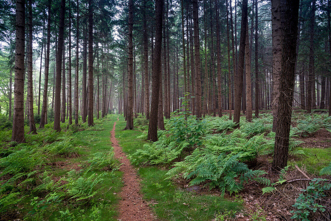 Path in the forest at fog, Hopels forest, Friedeburg, Wittmund, East Frisia, Lower Saxony, Germany, Europe