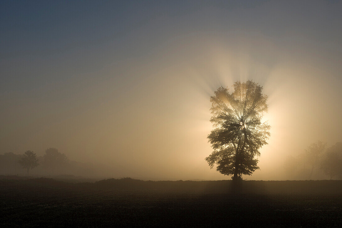 Einzelner Baum auf Viehweide im Nebel bei Sonnenaufgang, Hesel, Friedeburg, Wittmund, Ostfriesland, Niedersachsen, Deutschland, Europa