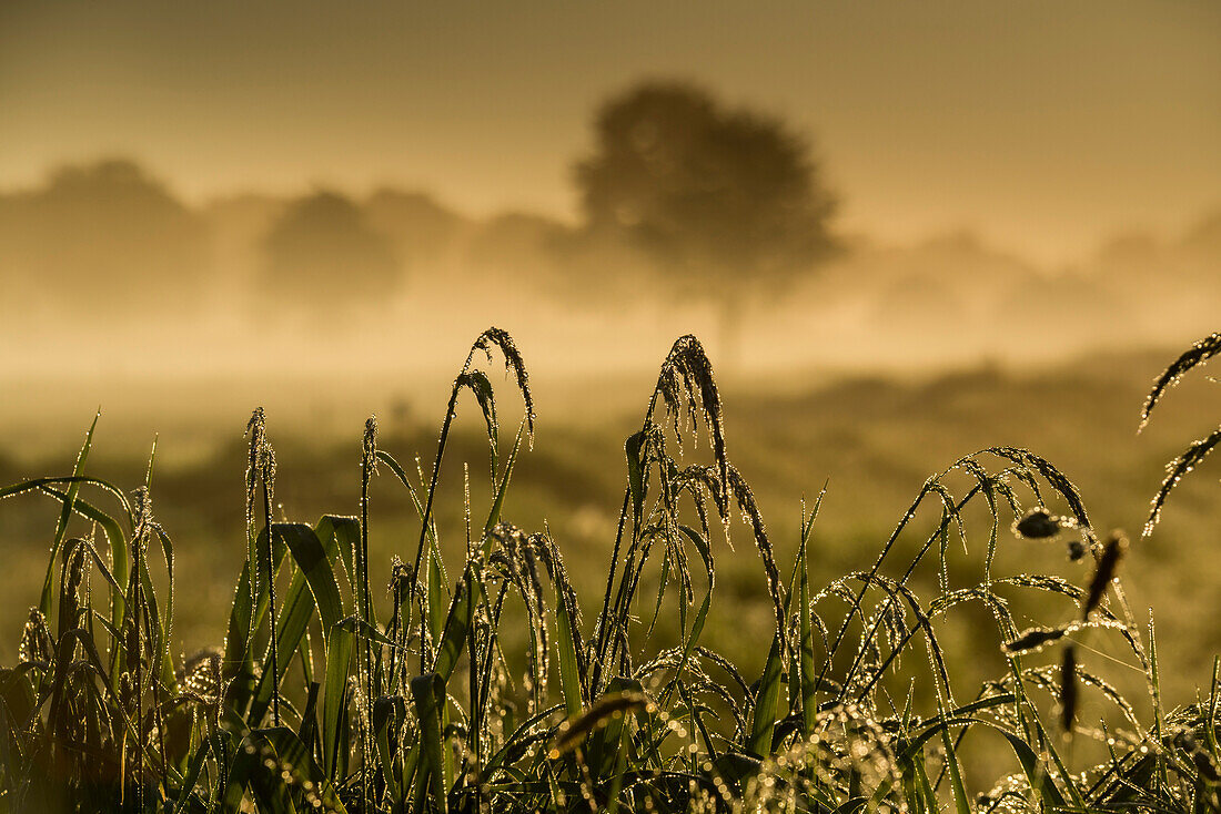 Schilf mit Morgentau vor Viehweide im Nebel bei Sonnenaufgang, Hesel, Friedeburg, Wittmund, Ostfriesland, Niedersachsen, Deutschland, Europa