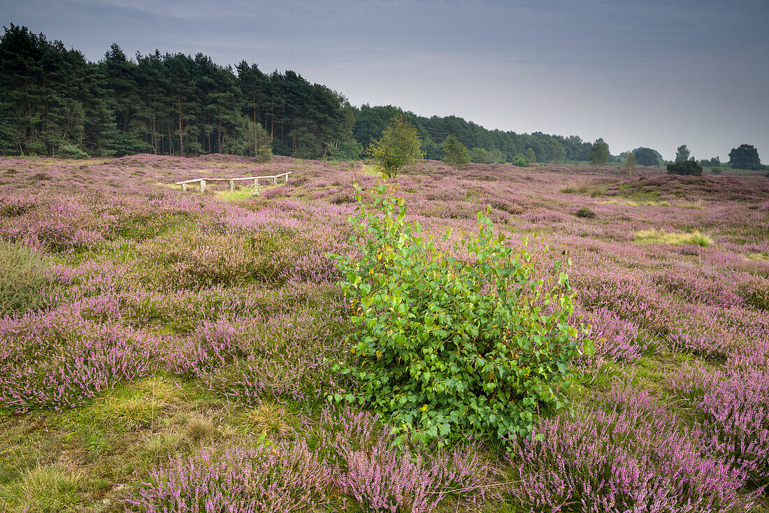 Blooming heather, Pestruper Gräberfeld, Pestrup, Wildeshausen, Oldenburg, Nature Park Wildeshauser Geest, Lower Saxony, Germany, Europe