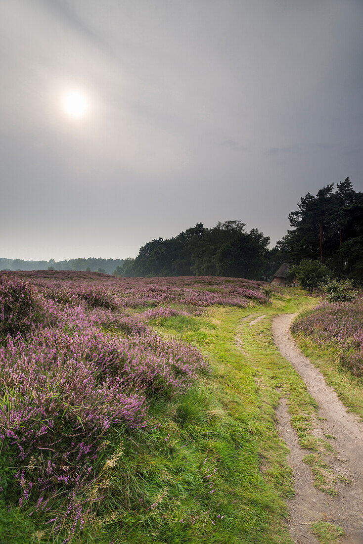 Blooming heather, Pestruper Gräberfeld, Pestrup, Wildeshausen, Oldenburg, Nature Park Wildeshauser Geest, Lower Saxony, Germany, Europe