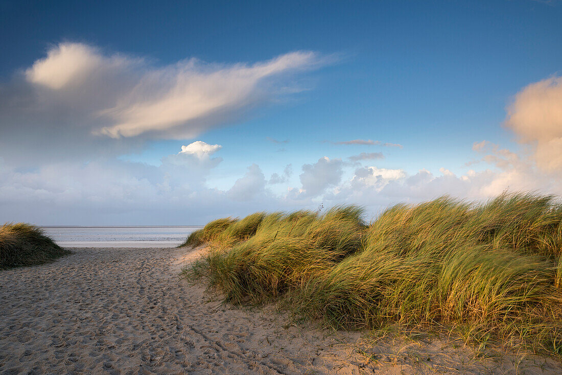 Path between sand dunes in evening light, North Sea, Wattenmeer National Park, Schillig, Wangerland,  Friesland District, Lower Saxony, Germany, Europe