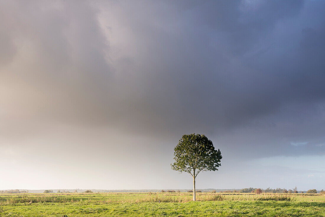 Einzelner Baum unter Regenwolke auf Viehweide im Abendlicht, Gödens, Sande, Landkreis Friesland, Niedersachsen, Deutschland, Europa