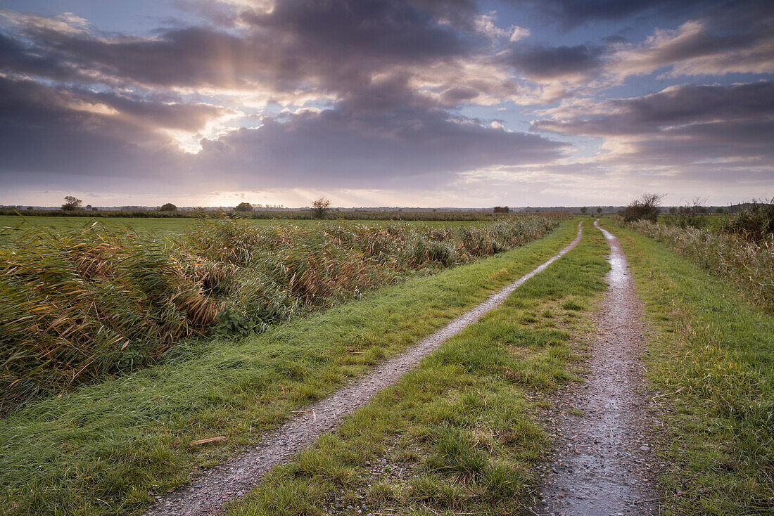 Dirt road between pastures in evening light, Gödens, Sande, Friesland District, Lower Saxony, Germany, Europe