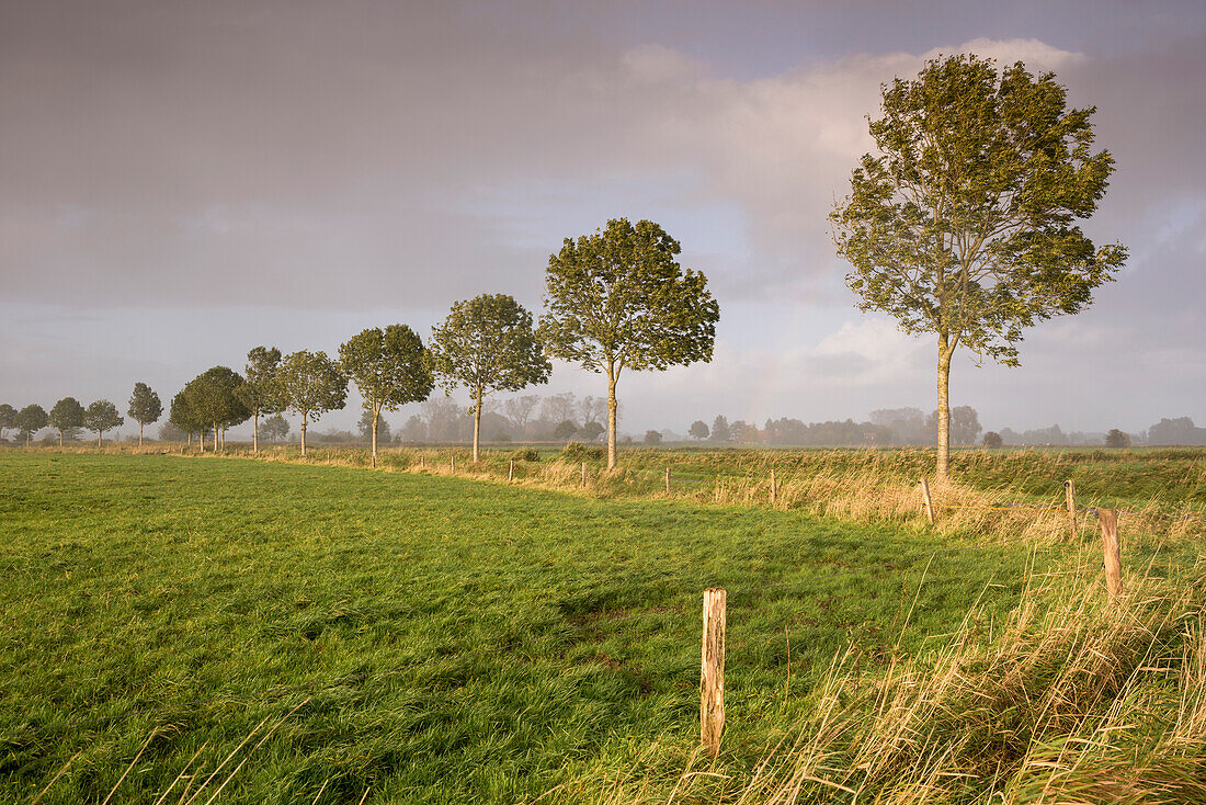 Rain clouds over pasture with ash trees in evening light, Gödens, Sande, Friesland District, Lower Saxony, Germany, Europe