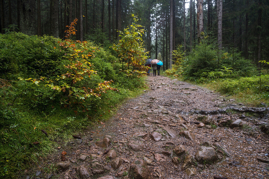 Forest path at  river Warm Bode, Braunlage, Harz National Park, Lower Saxony, Germany, Europe