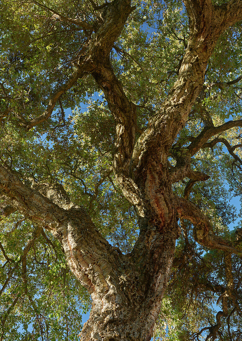 cork oak, Corsica, France
