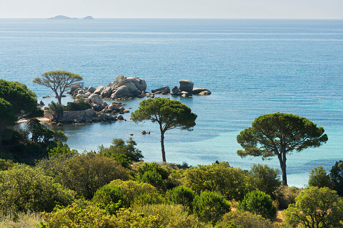 Palombaggia pine at the plage, Corsica, France