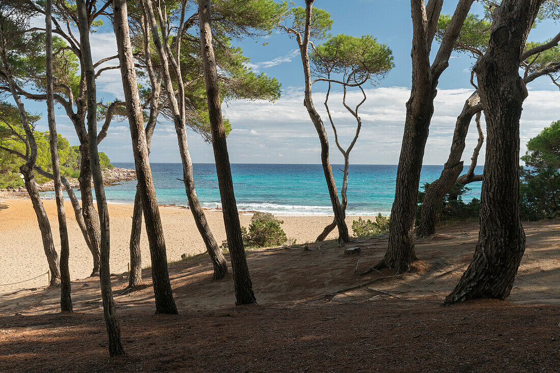 trees at the Cala Agulla, Mallorca, Balearic Islands, Spain