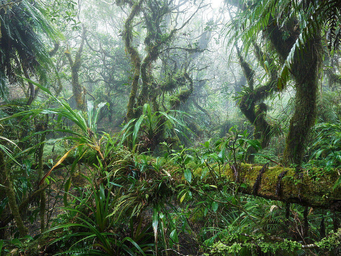 Forêt de Bébour, Reunion, Frankreich