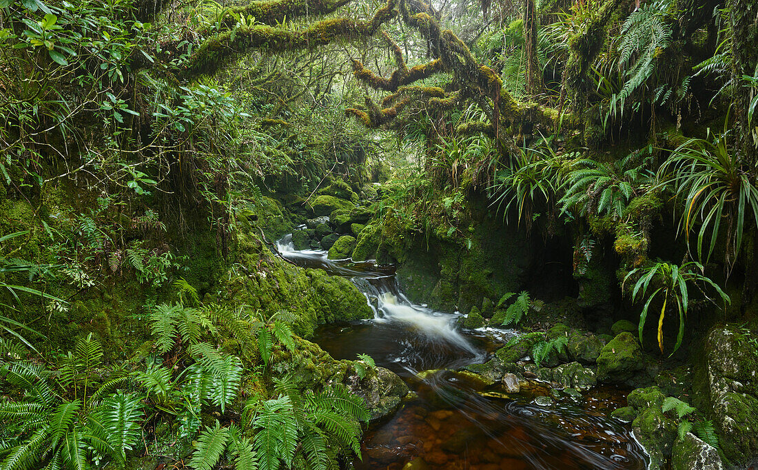 Schlucht im Forêt de Bébour, Reunion, Frankreich