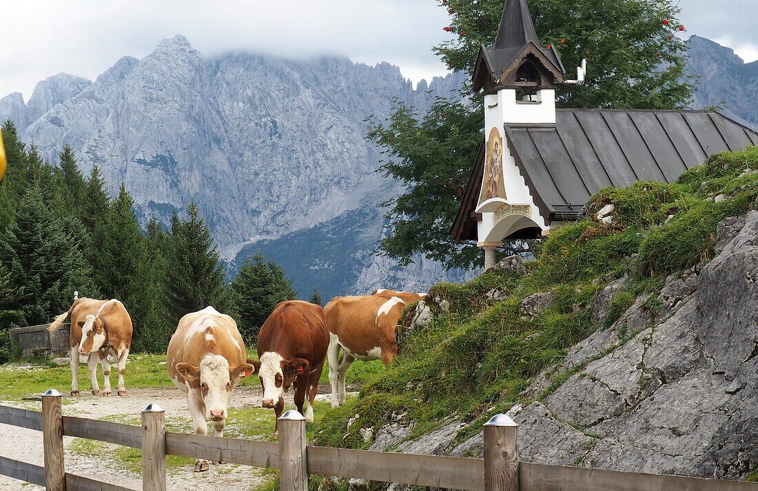 Kühe und Wanderer an der Ritzaualm im Kaisertal, Kaisergebirge über Kufstein, Tirol, Österreich