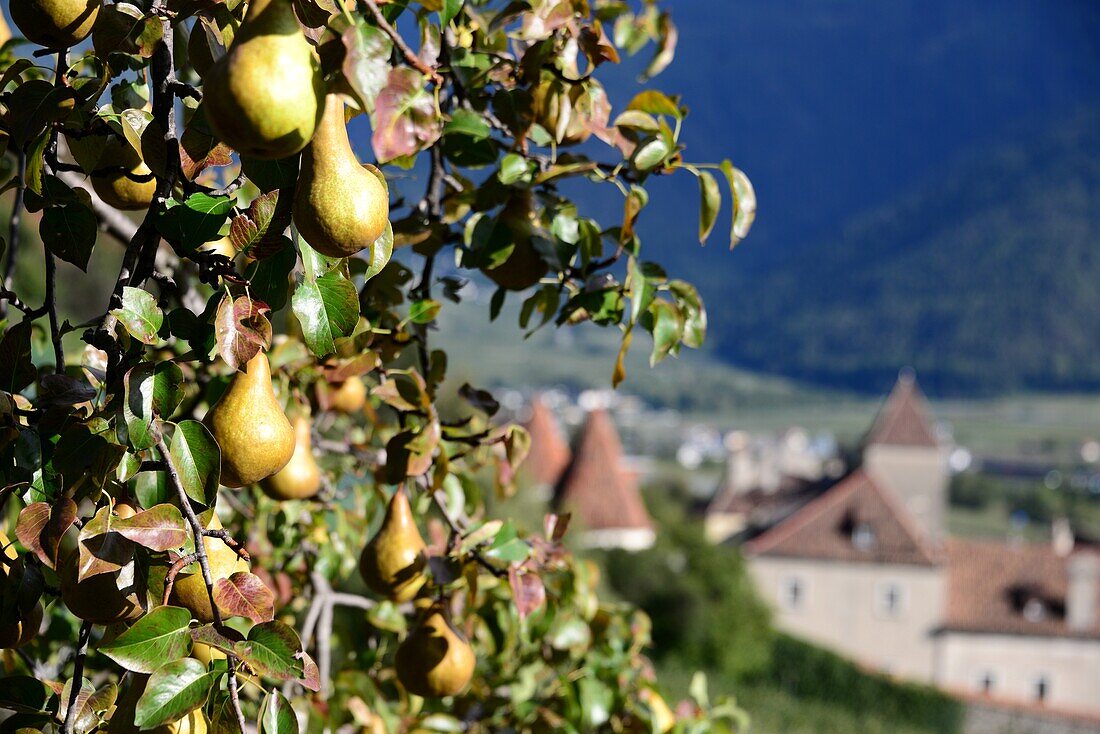 Obstanbau am Renaissance-Schloß Goldrain, Vinschgau, Südtirol, Italien