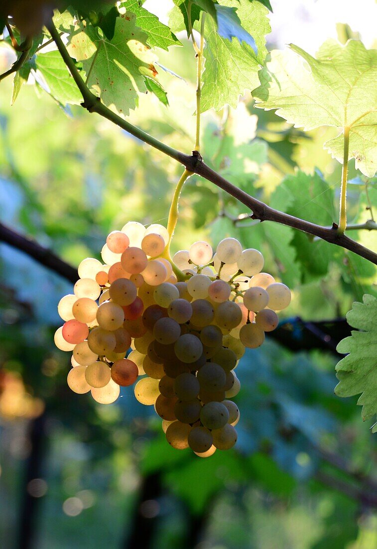 Grape in the Vineyard of Valpolicella in Negrar near Verona, Venetian, Italy