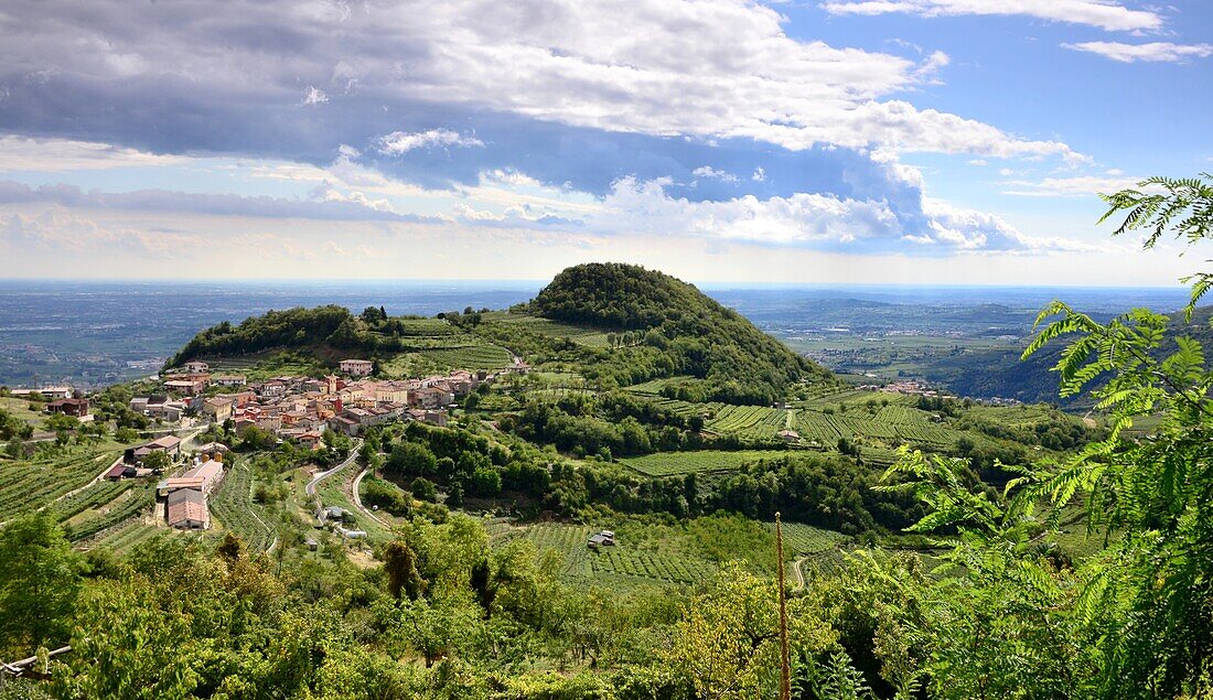 Vineyard of Valpolicella, near Cerna, Venetian, Italy