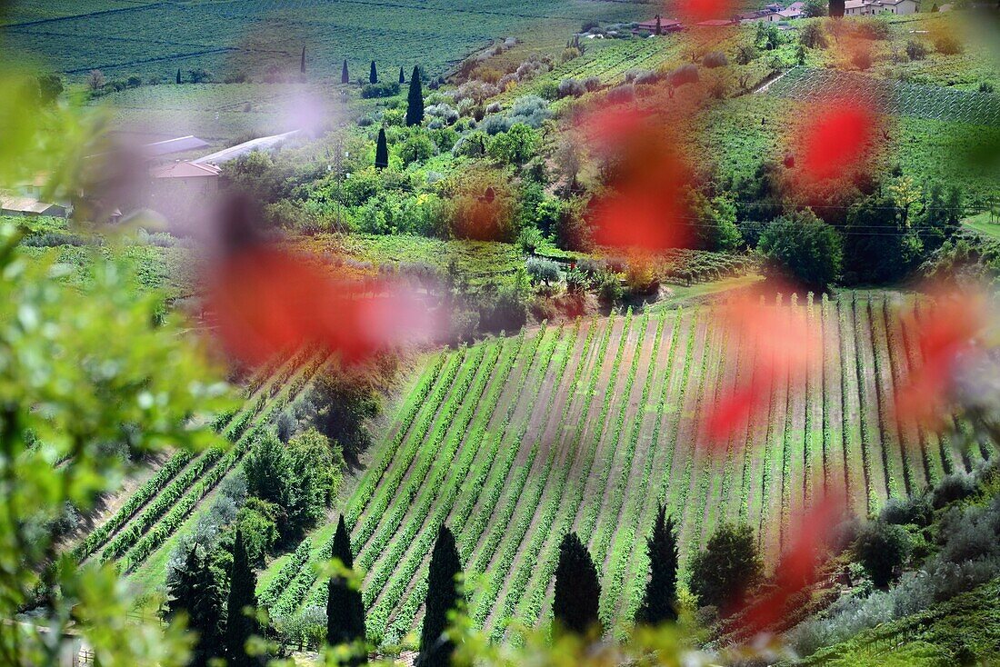 Vineyard of Valpolicella, near Negrar near Verona, Venetian, Italy