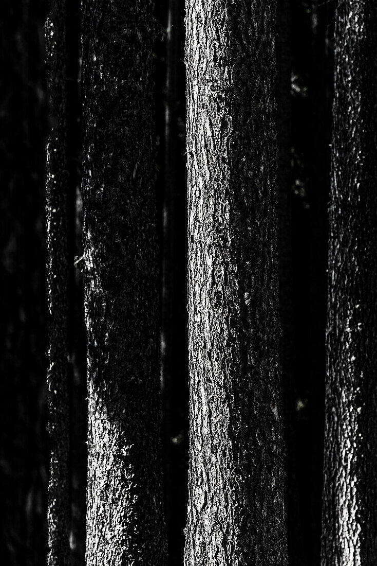 Grafisch wirkendes Schwarz-Weiß Motiv von seitlich beleuchteten Nadelholzstämmen, Aldein, Südtirol, Alto Adige , Italien