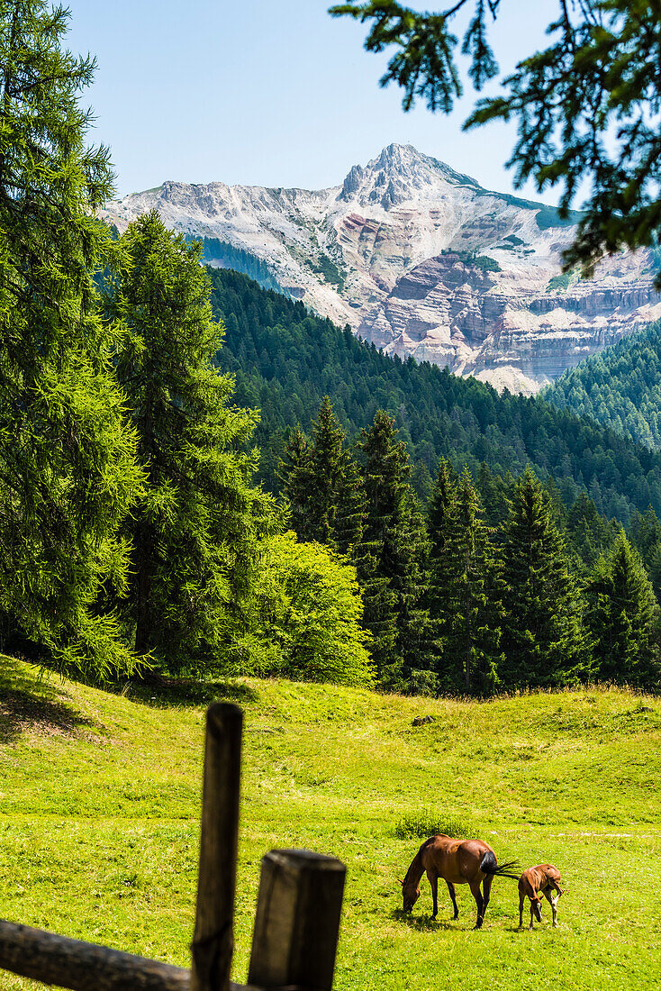 Pferd mit Fohlen auf einer Weide unterhalb des Bletterbach UNESCO World Heritage, Aldein, Südtirol, Alto Adige, Italien