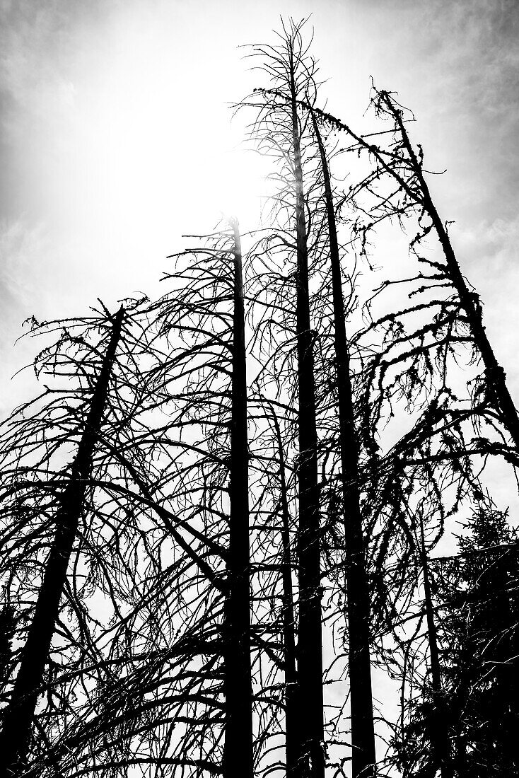 Grafisch wirkendes Schwarz-Weiß Motiv von kahlen Nadelholz Baumstämmen im Gegenlicht, Aldein, Südtirol, Alto Adige , Italien