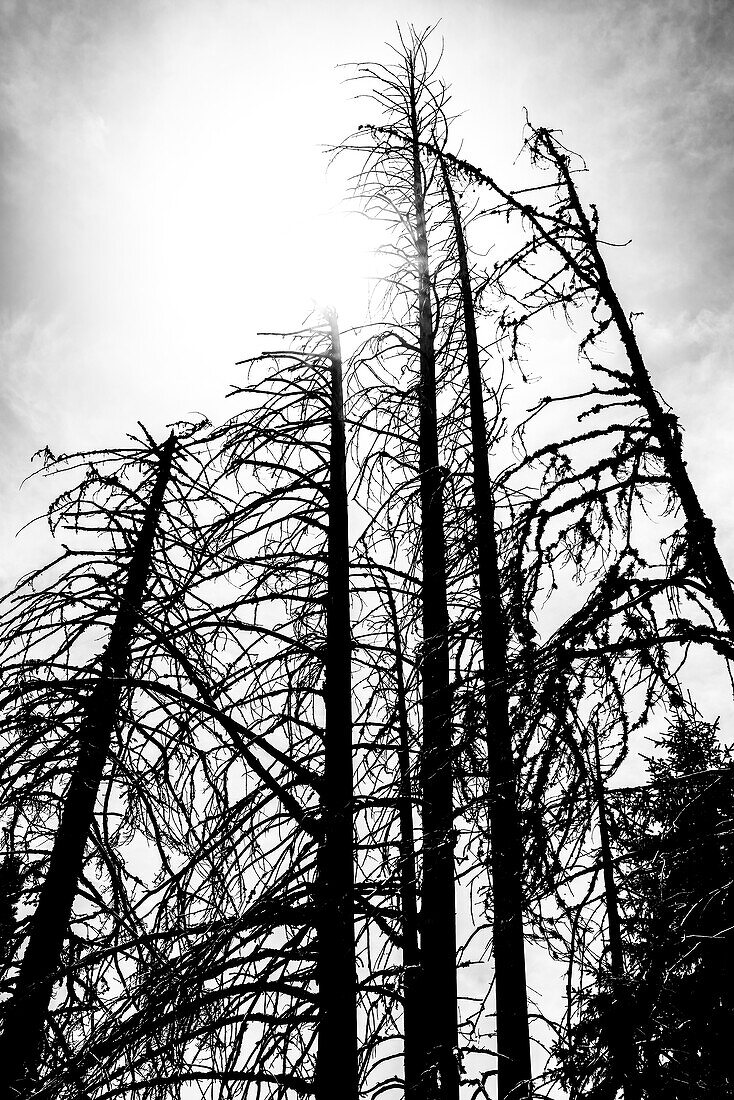 Graphic black and white motif of bare coniferous wood trunks against the light, Aldein, South Tyrol, Alto Adige, Italy