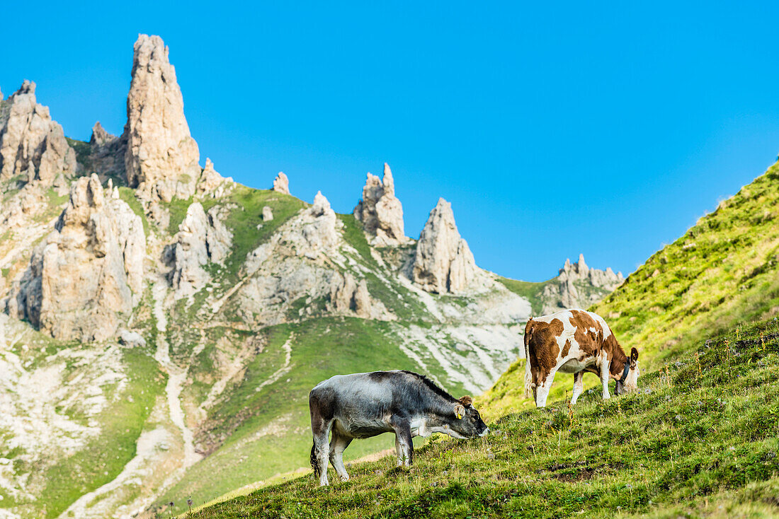A meadow of the Alpe di Siusi with cows and the mountain range Rosszahne, Siusi, South Tyrol, Alto Adige, Italy