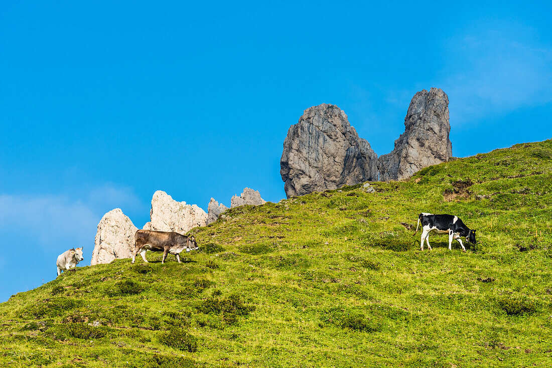 A meadow of the Alpe di Siusi with cows and the mountain range Rosszahne, Siusi, South Tyrol, Alto Adige, Italy