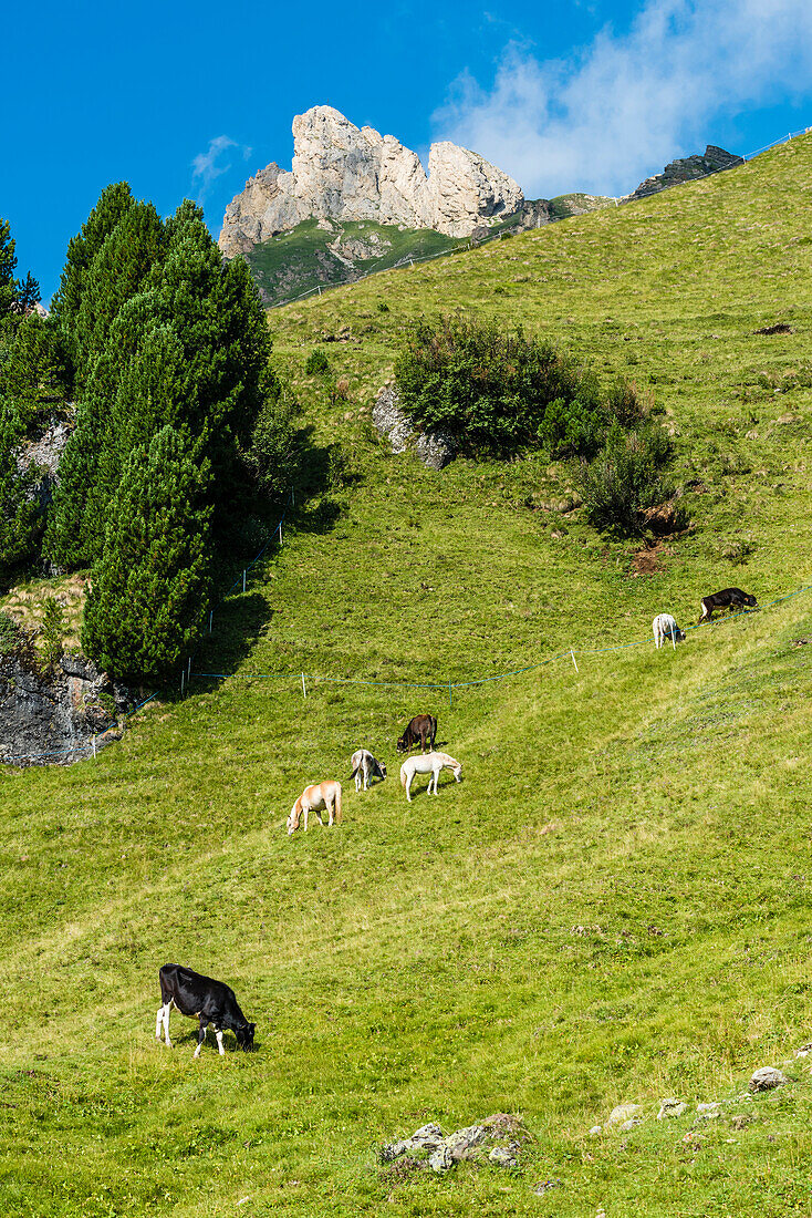 A mountain slope of the Seiser Alm with cows and horses, Siusi, South Tyrol, Alto Adige, Italy