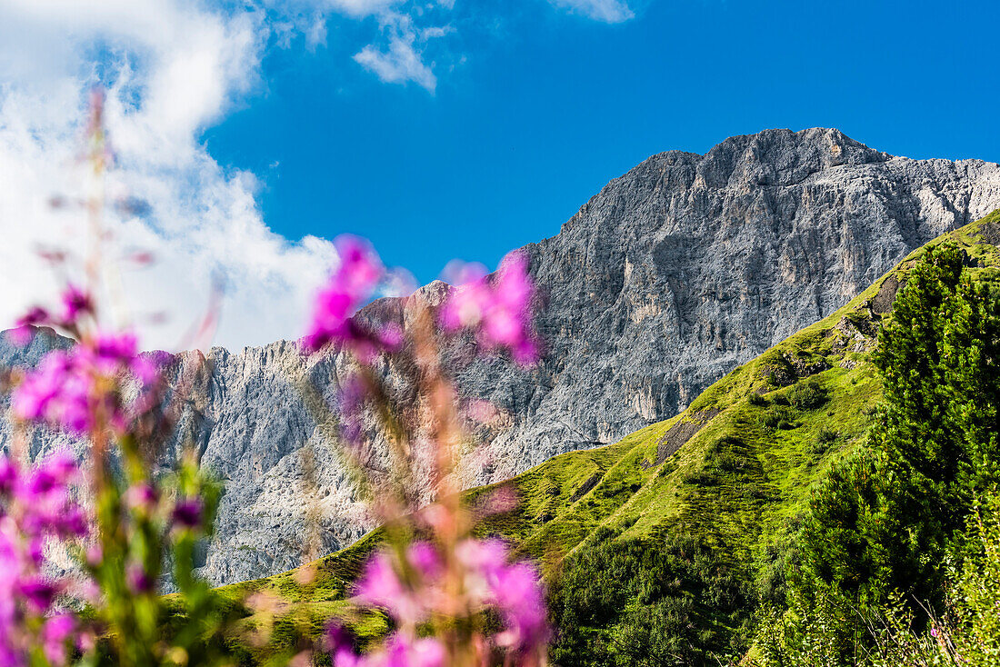 Blick von einer Almwiese mit Blumen der Seiser Alm auf die umliegenden Berge, Seis, Südtirol, Alto Adige, Italien