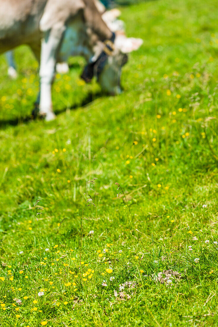 Alpine meadow with grazing cow, Zell am Ziller, Zillertal, Tirol, Austria
