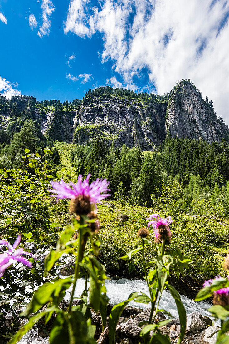 Almwiese mit Kratzdiestel, Gebirgsbach und Berg am Anfang vom Hochtal, Ginzling, Zillertal, Tirol, Österreich