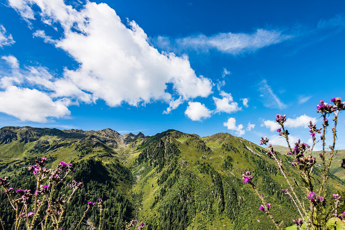 The Tux Alps in summer with sunshine, Zell am Ziller, Zillertal, Tyrol, Austria