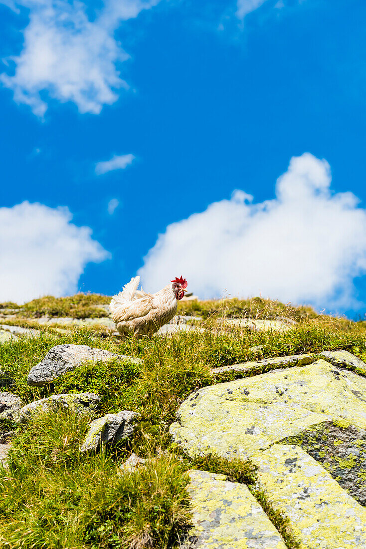 A chicken walks on a mountain pasture in the Zillertal Alps, Ginzling, Zillertal, Tirol, Austria