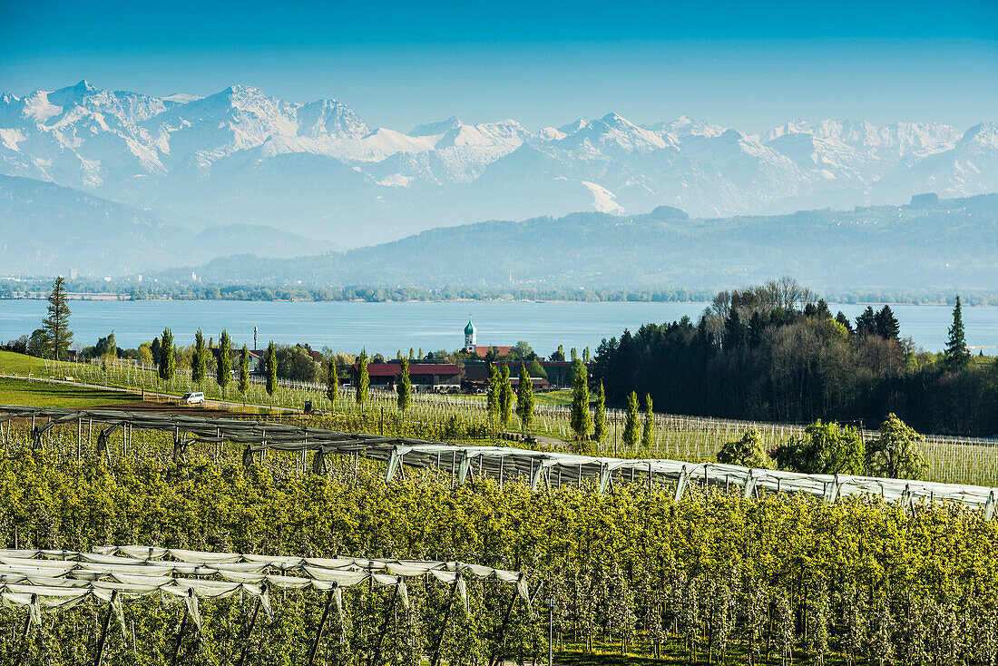 Apfelplantage, Obstplantage, Wasserburg, Bodensee, hinten die Schweizer Alpen, Allgäu,  Bayern, Deutschland
