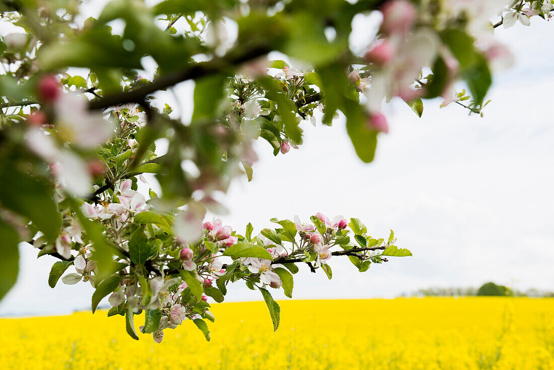 Flowering rape field and flowering apple tree, Lake Constance, Baden-Württemberg, Germany