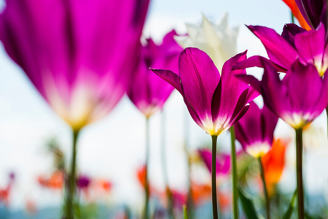 tulips, Überlingen, Lake Constance, Baden-Württemberg, Germany