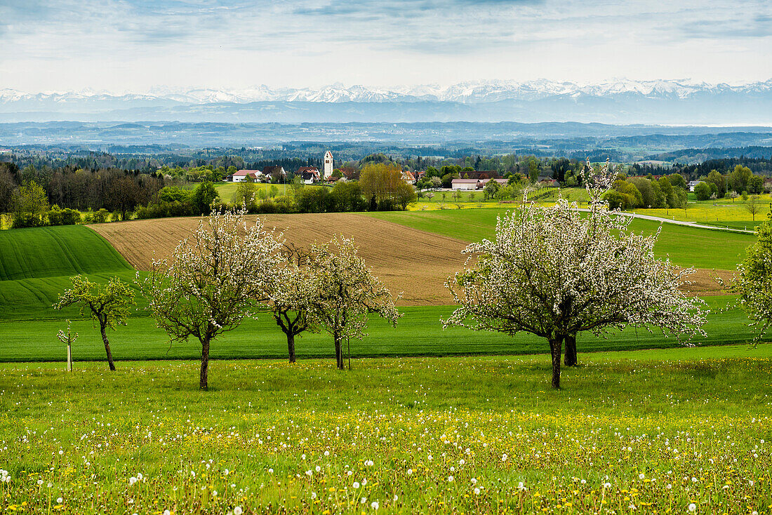 Flowering fruit trees and Swiss Alpine panorama, view from the Höchsten, Lake Constance, Baden-Württemberg, Germany
